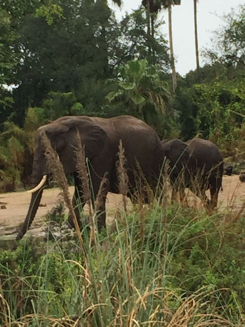 safari2_elephants.jpg