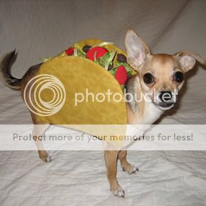 azalea-taco-pet-costume-msc.jpg
