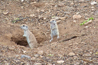 ground+squirrel+09+.jpg