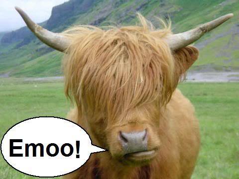 Funny+Cow.jpg