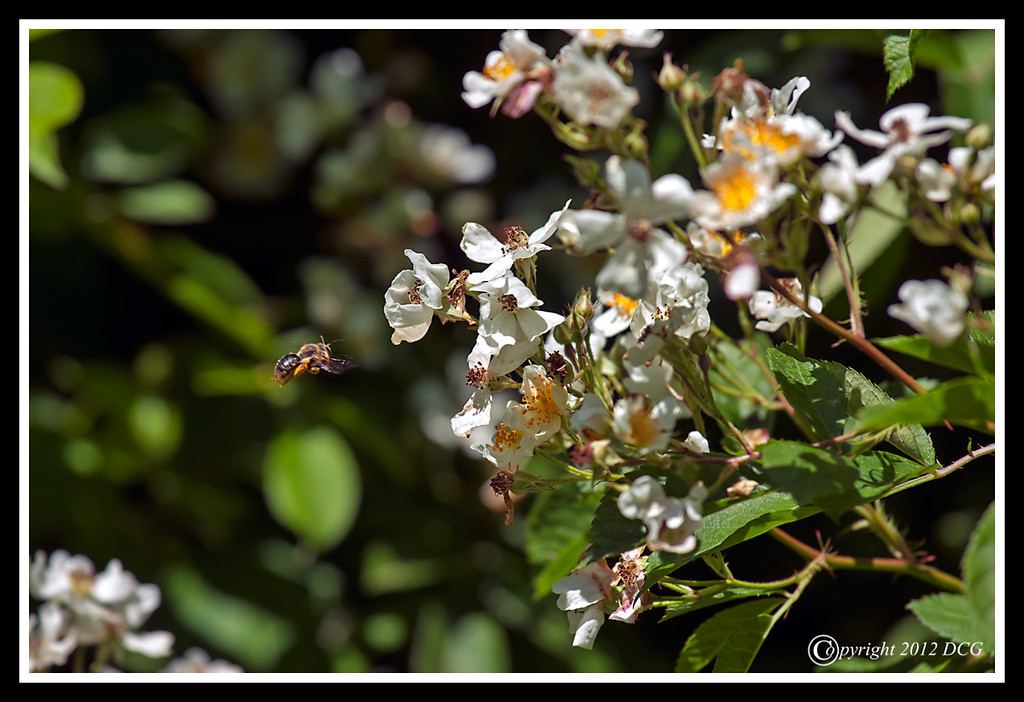 Honeybee-06-09-03cr-XL.jpg