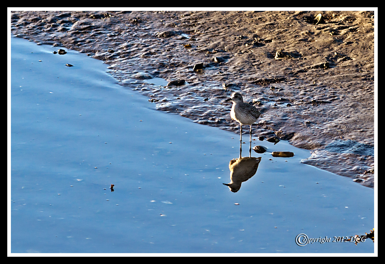 Semipalmated-Sandpiper-09-20-X2.jpg