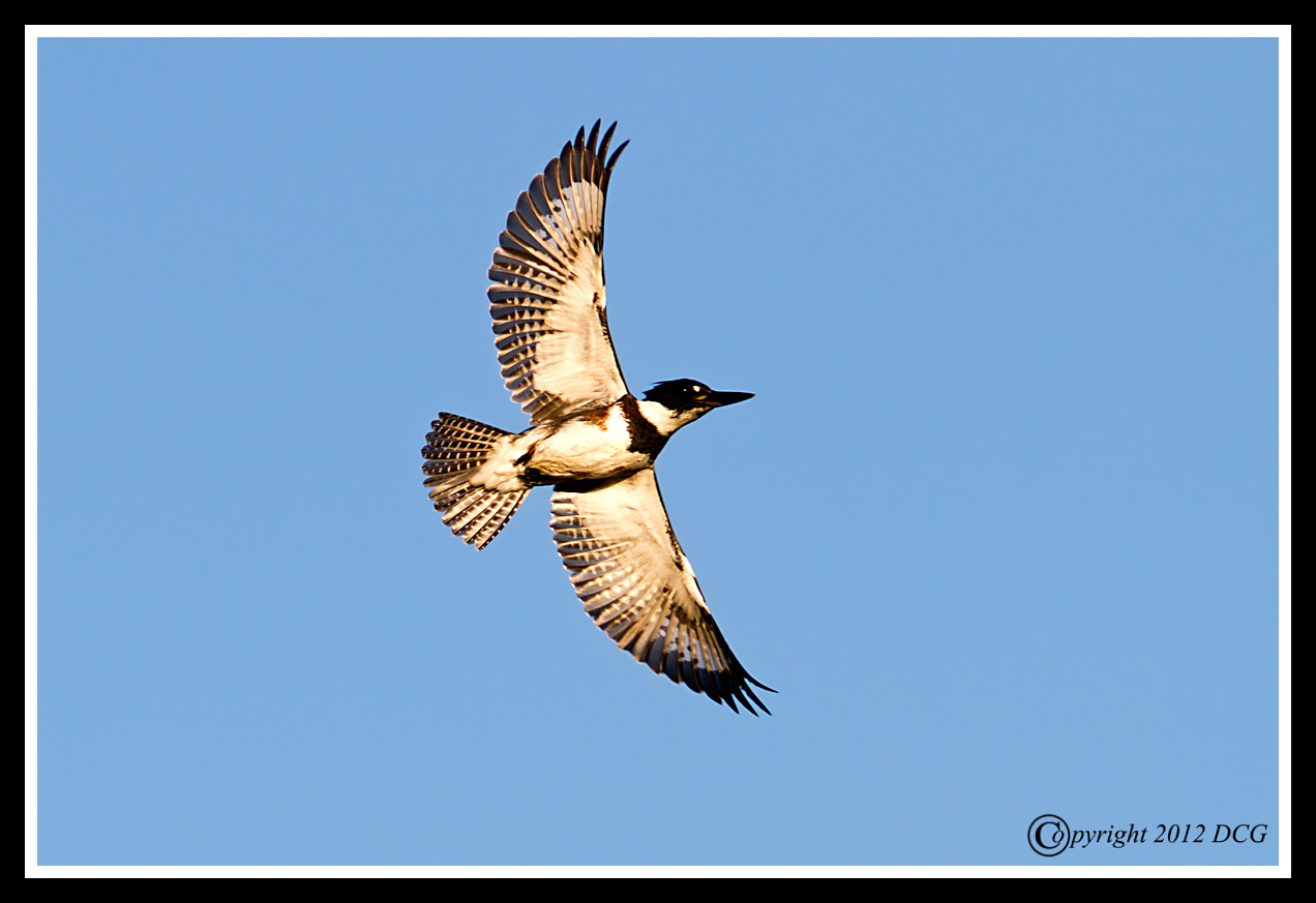 Belted-Kingfisher-09-20-02acr-X2.jpg