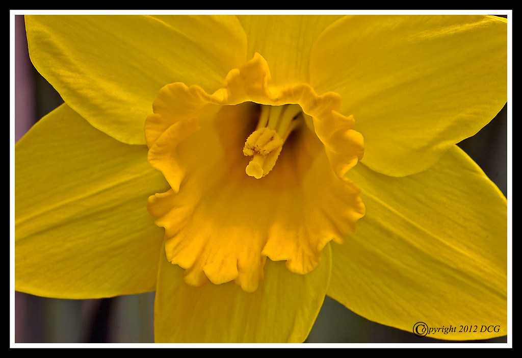 Daffodil-03-31-05cr-XL.jpg