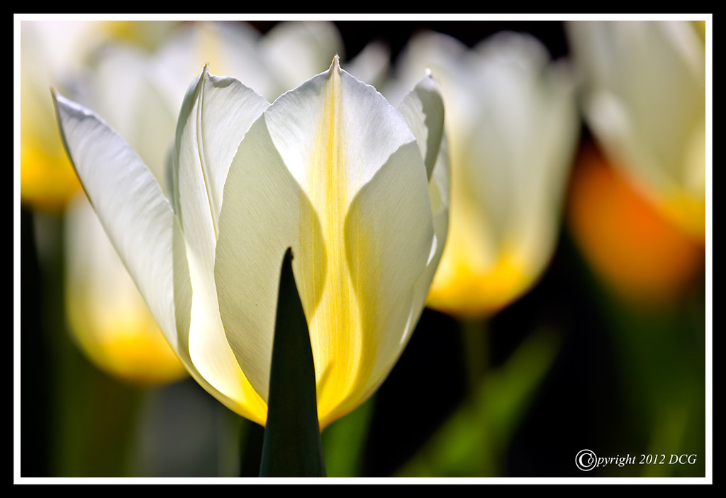 Tulip-04-18-02cr-XL.jpg