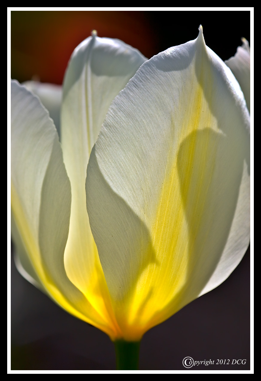 Tulip-04-18-01cr-X2.jpg