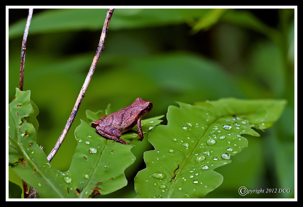 Spring-Peeper-06-07-01acr-XL.jpg