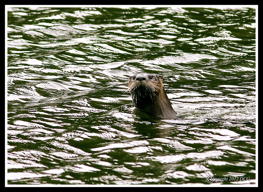 River-Otter-03-28-02acr-XL.jpg
