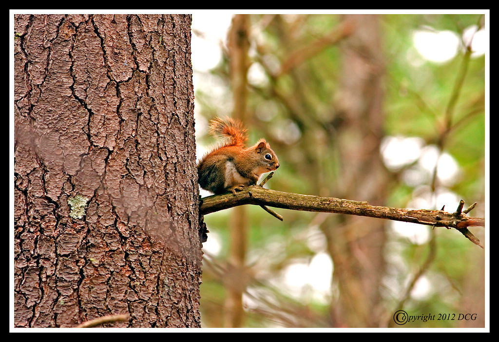 Red-Squirrel-03-28-01cr-XL.jpg