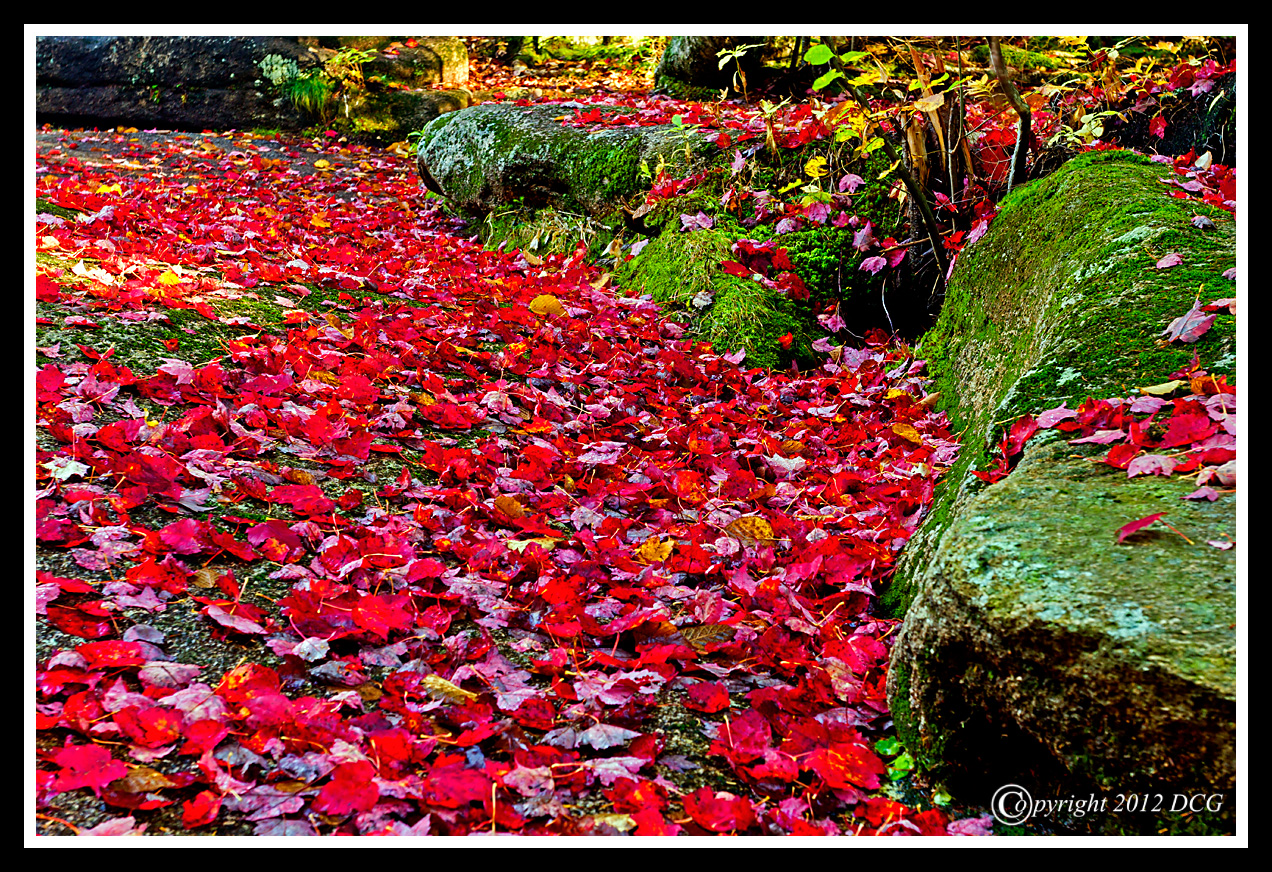 Autumn-Leaves-10-02-07cr-X2.jpg