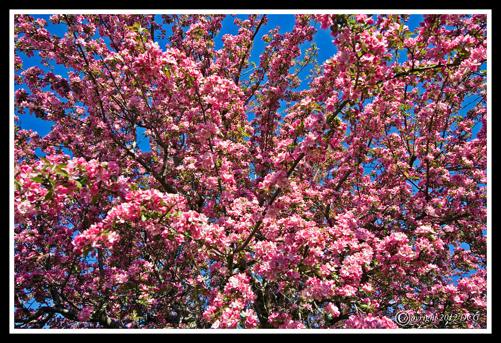 Cherry-Blossums-04-18-03cr-XL.jpg