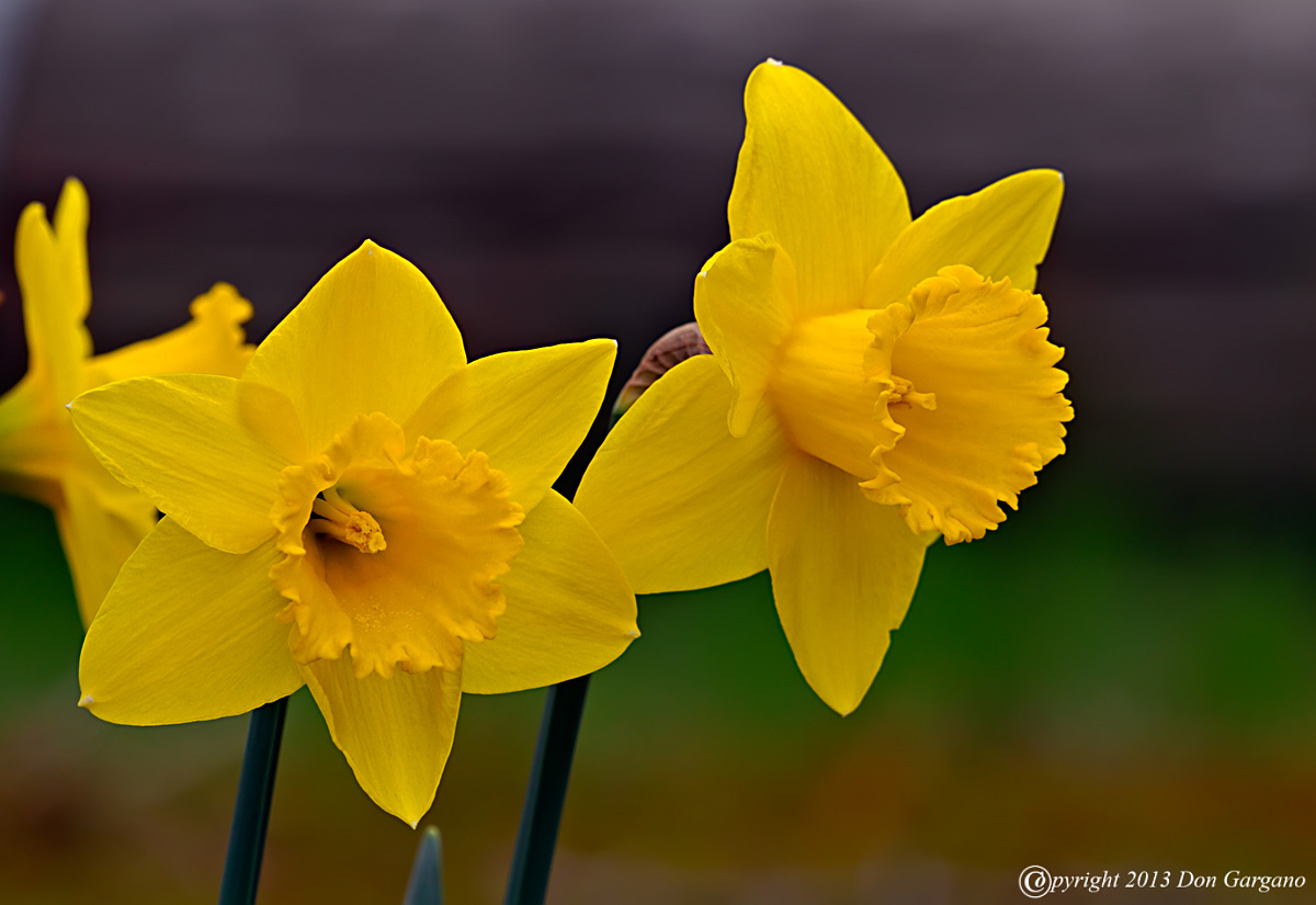 Daffodil-04-29-06acr-X2.jpg