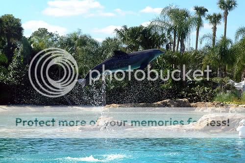 discovery-cove-in-orlando_10-cool-attractions-in-florida.jpg