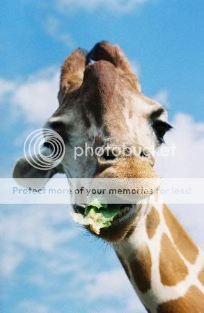 feeding-the-giraffes.jpg