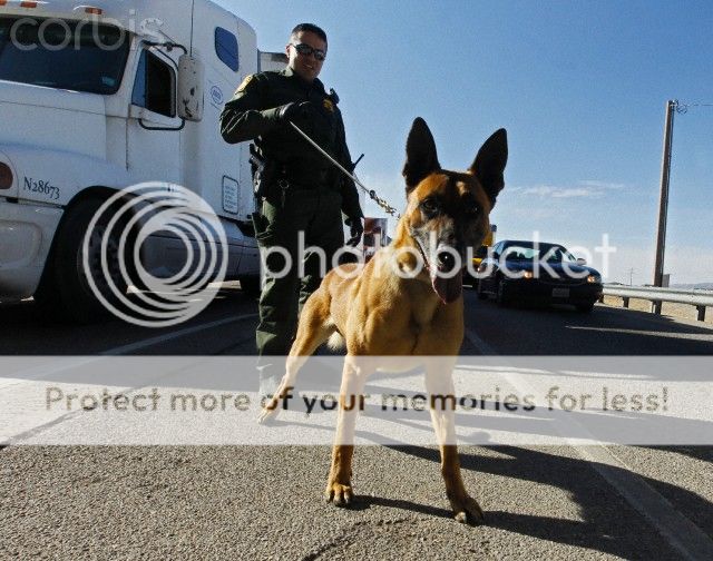 checkpointdog.jpg