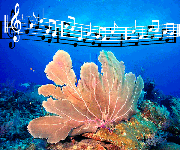 Coral-Music.gif