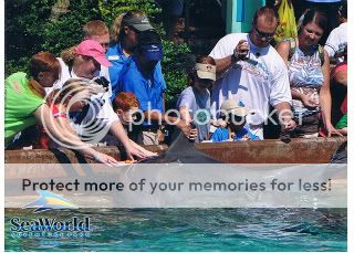 dolphinfeeding2.jpg