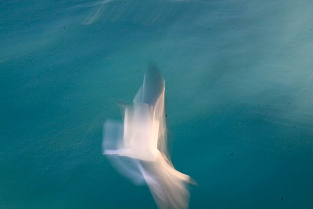 blurrygull.jpg