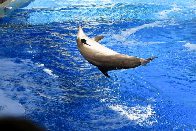 dolphinshow26.jpg