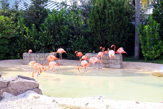 flamingos2.jpg