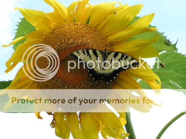 Sunflowerbutterfly1.jpg