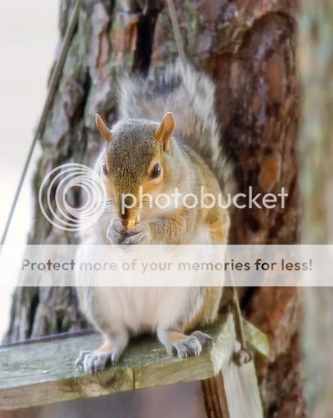 Graysquirrel-01.jpg