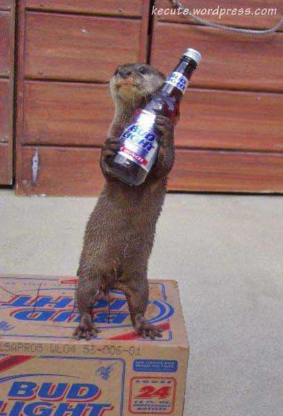 otter-beer.jpg