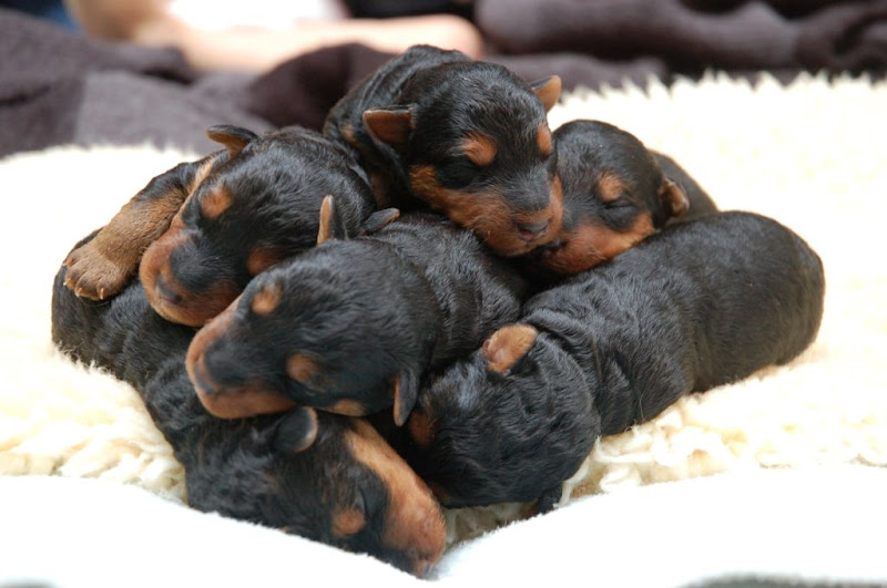 Paisas6Puppies_pile.JPG