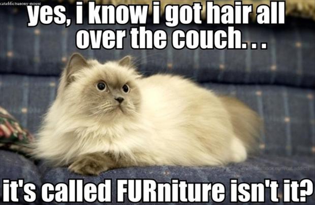 funny-pictures-couch-with-cat-fur-on-it.jpg