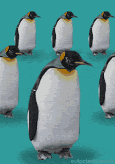 penguinlinedance.gif