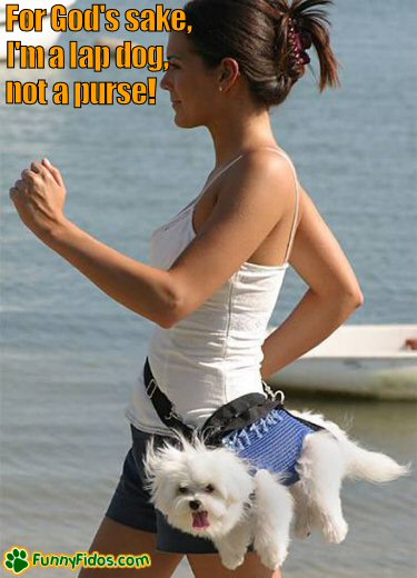 funny-dog-picture-not-a-purse.jpg