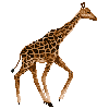 the_giraffe.gif