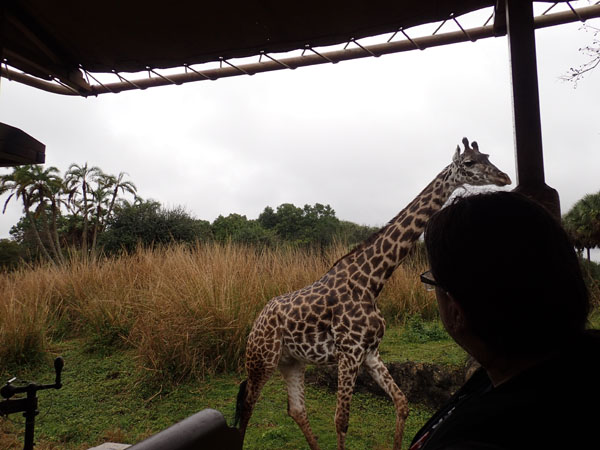 safari1_giraffenextto.jpg