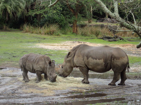 safari2_rhinos.jpg