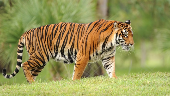 disney-animals-asian-sumatran-tigers-00.jpg