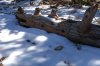 12 at start Bristlecone DSC06777.jpg