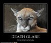 death glare.jpg
