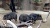 3pigs.jpg
