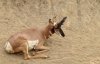 antelope.jpg