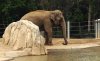 asianelephant.jpg