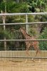 babygiraffe.jpg