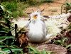 bird.jpg