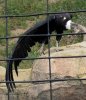 condor.jpg