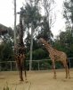 giraffe2.jpg