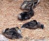 babyducks.jpg