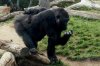 gorilla1.jpg
