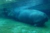 hippo.jpg