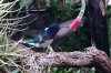 hummingbird.jpg