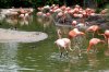 flamingos.jpg
