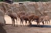 gazelles.jpg